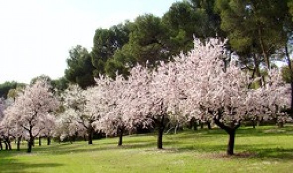 Almendros en flor Quinta de los Molinos
